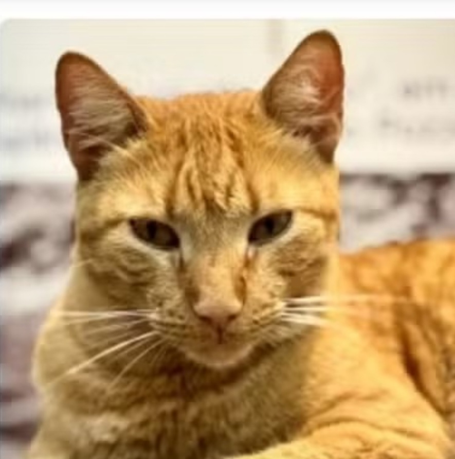 Lelo não tem raça definida. Ele é um macho de 4 meses, com pelagem curta, que é castrado e pesa sete quilos. Ele usa um microchip para que possa ser rastreado e virou um xodó nos gabinetes dos parlamentares e no plenário.-Reprodução de vídeo 