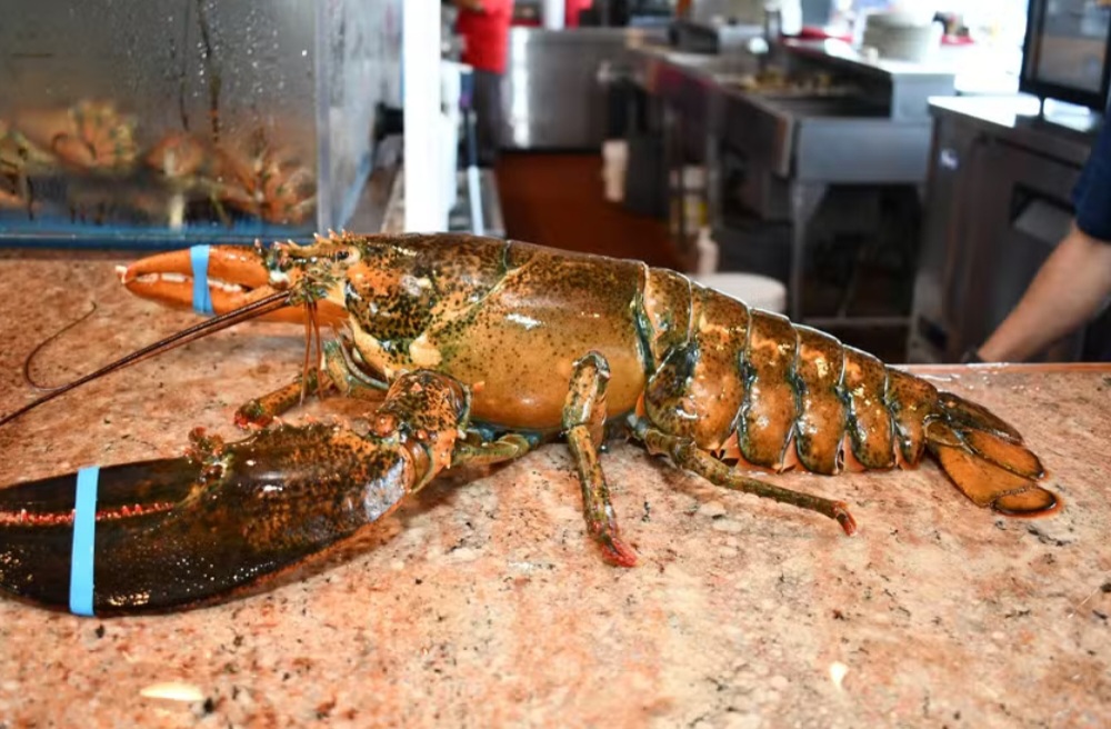 Uma lagosta de 110 anos conseguiu retornar para a natureza após passar anos no tanque de um restaurante em Long Island, nos Estados Unidos.-Reprodução de redes sociais 