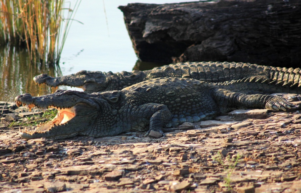 Crocodilos vivem na Ãfrica, Ãsia, AustrÃ¡lia e AmÃ©ricas Central e do Sul. Habitam rios, pÃ¢ntanos e estuÃ¡rios.