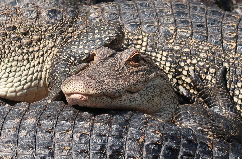 Os crocodilos botam ovos. Eles são répteis ovíparos e fazem ninhos na areia ou em vegetação perto da água, onde depositam de 20 a 80 ovos, dependendo da espécie. A fêmea costuma proteger o ninho até os filhotes nascerem.

