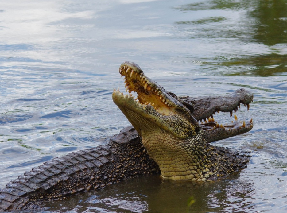 Os crocodilos podem viver entre 70 e 100 anos em média. Alguns exemplares em cativeiro chegam a ultrapassar essa idade.
