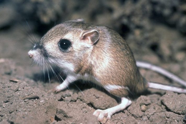 Rato-canguru (Dipodomys)