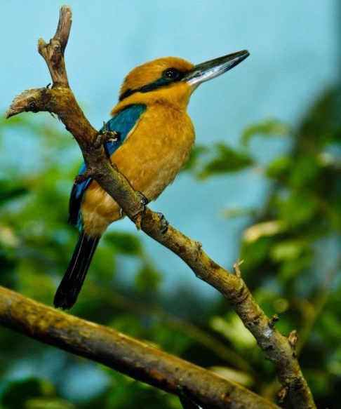 Segundo a instituição, o projeto "demonstra que, com dedicação e colaboração, é possível reverter os danos causados pela atividade humana e restaurar o equilíbrio dos ecossistemas”.