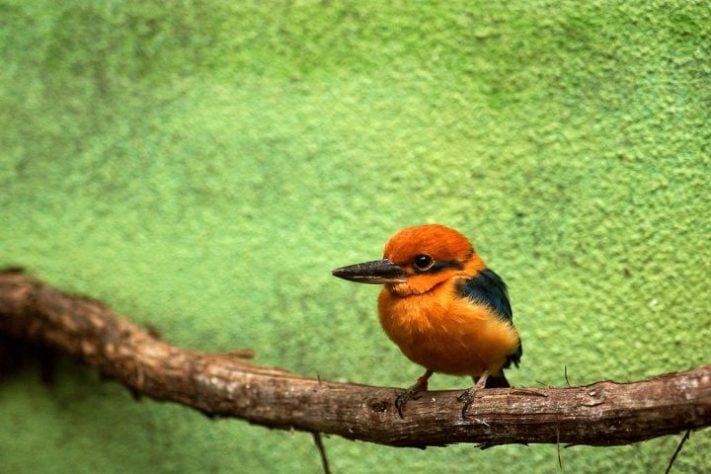 guarda-rios-de-Guam (Todiramphus cinnamominus) - pássaro dado como extinto voltou a se reproduzir em seu habitat natural