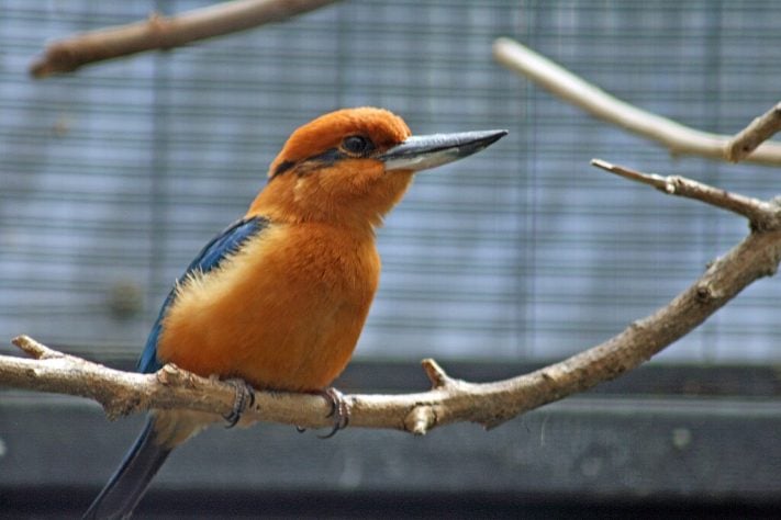 guarda-rios-de-Guam (Todiramphus cinnamominus) - pássaro dado como extinto voltou a se reproduzir em seu habitat natural
