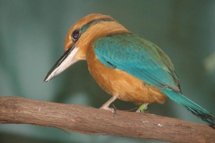 guarda-rios-de-Guam (Todiramphus cinnamominus) - pássaro dado como extinto voltou a se reproduzir em seu habitat natural