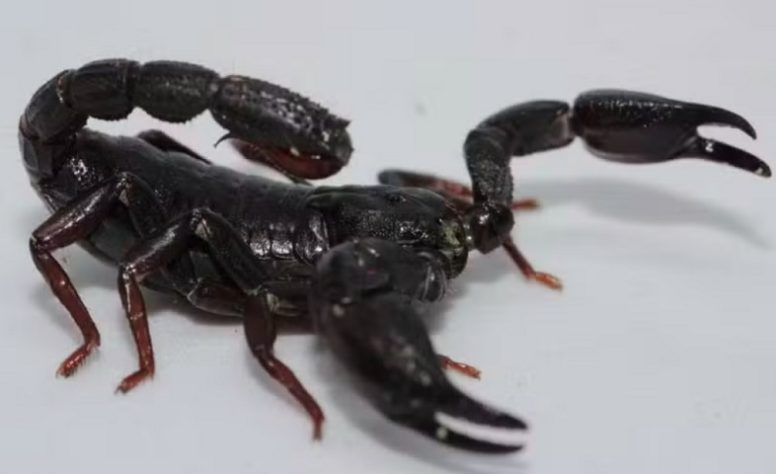 Toxina de escorpião da Amazônia pode eliminar células do câncer de mama