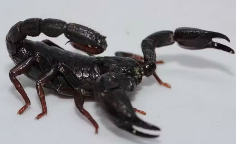 Pesquisadores brasileiros descobriram que o veneno do escorpião Brotheas amazonicus, espécie comum da região amazônica, pode se tornar um poderoso aliado no tratamento do câncer de mama.-Pedro Ferreira Bisneto/iNaturalist