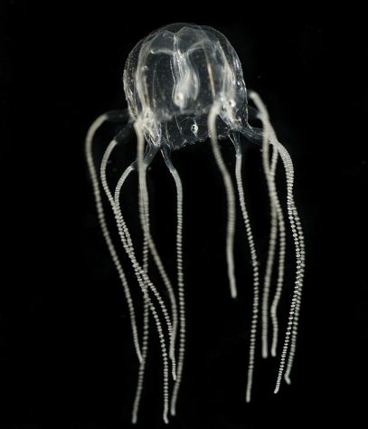 Tripedalia-cystophora-Bielecki