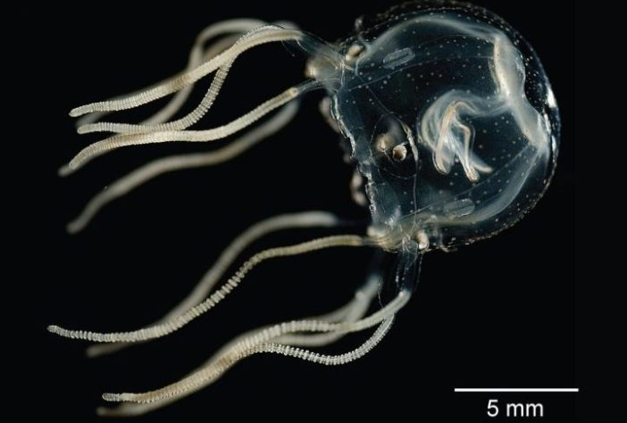 Tripedalia-cystophora
