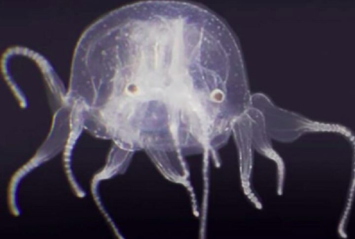Chamada de Tripedalia maipoensis, essa criatura transparente e com formato cúbico representa uma descoberta marcante para a biologia marinha.