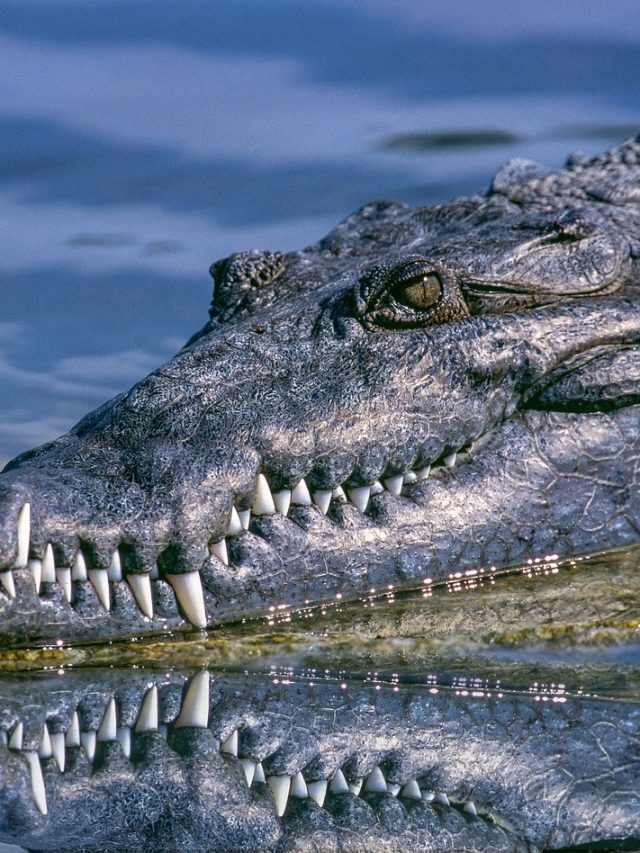 Curiosidades pavorosas sobre crocodilos