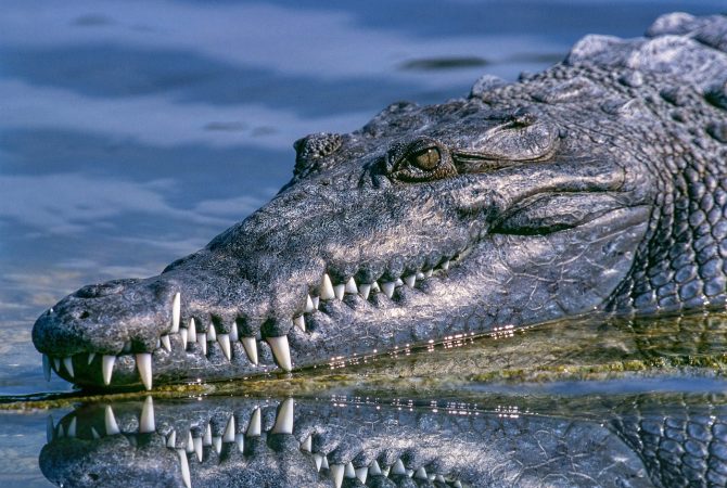 Curiosidades horripilantes sobre crocodilos