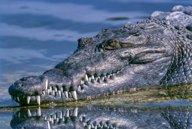 Curiosidades horripilantes sobre crocodilos