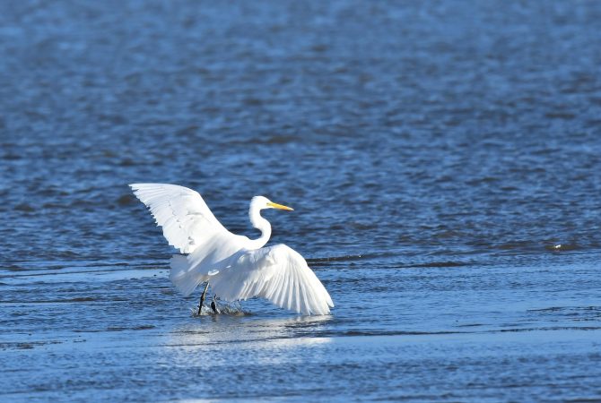 Elegância à beira d’água: a beleza e a importância das garças nos ecossistemas