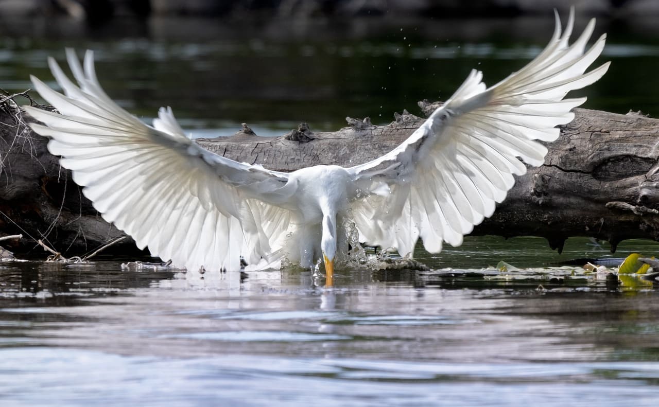 Alimentam-se de pequenos peixes, anfíbios, insetos e, ocasionalmente, pequenos mamíferos. Seu papel nos ecossistemas é essencial, pois ajudam a controlar populações de presas e indicam a saúde ambiental de áreas alagadas.