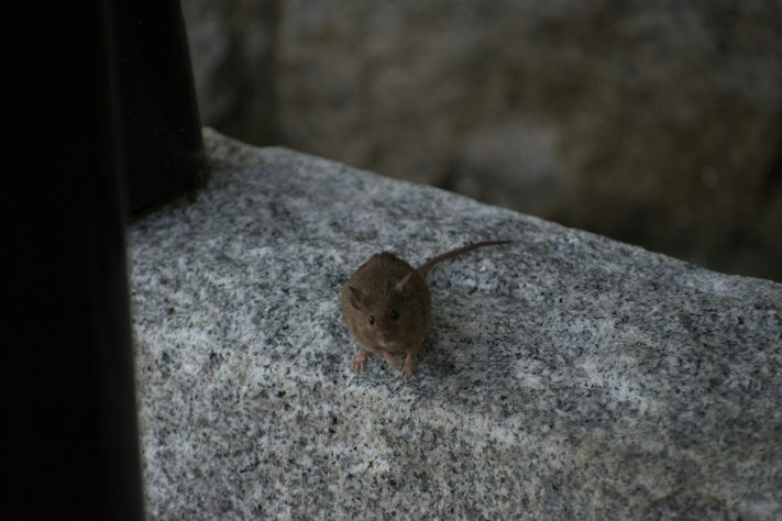 Ratos em Nova York