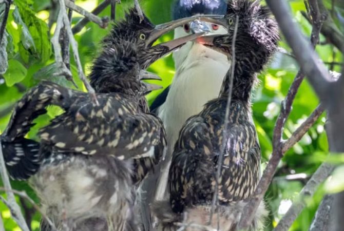 Acima dos lobos? Como garças encontraram refúgio no lugar mais improvável