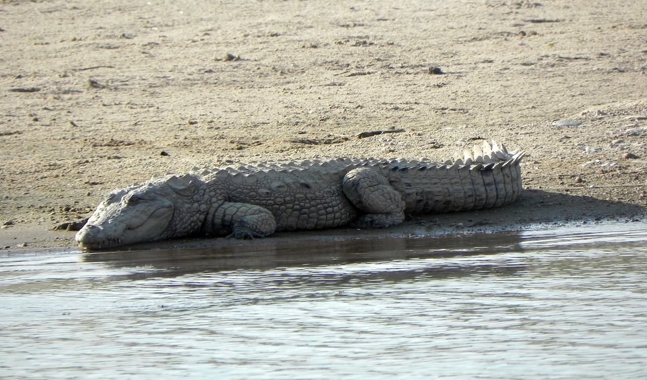 Eles são os maiores répteis do mundo hoje, com algumas espécies medindo mais de 6 metros. O crocodilo-de-água-salgada é o maior de todos.
