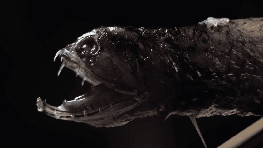 Peixe-dragão (Stomiidae)