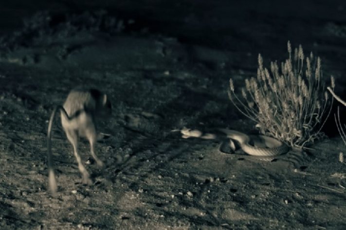 Rato-canguru (Dipodomys)