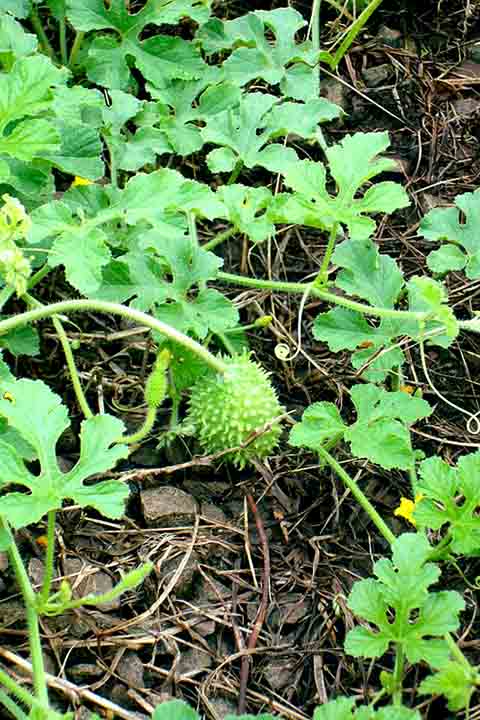 Cientificamente conhecido como Cucumis anguria, é uma planta que se adaptou bem ao clima tropical brasileiro, sendo bastante cultivada nas regiões Norte e Nordeste.
