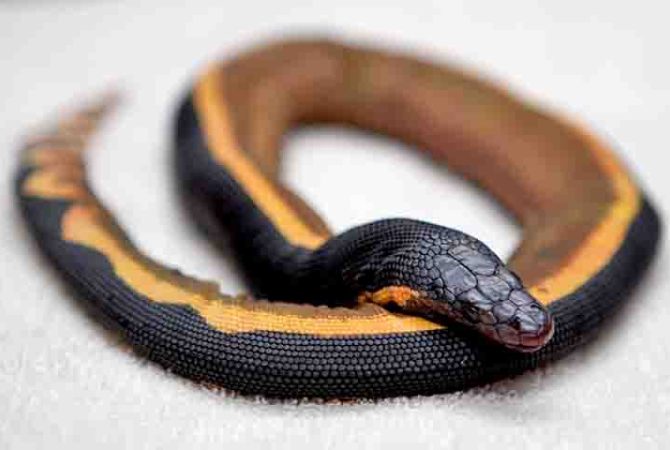 Cobra-marinha tem veneno poderoso capaz de matar até 100 pessoas e habilidade rara de sobreviver em mar aberto