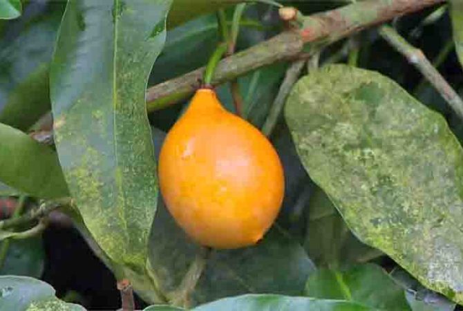 Exótica, fonte de fibras e cicatrizante natural: conheça a fruta achachairu