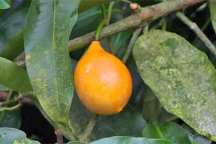 Exótica, fonte de fibras e cicatrizante natural: conheça a fruta achachairu