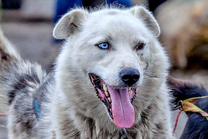 Essa condiÃ§Ã£o tambÃ©m pode se manifestar em animais, como gatos, cachorros e cavalos.
