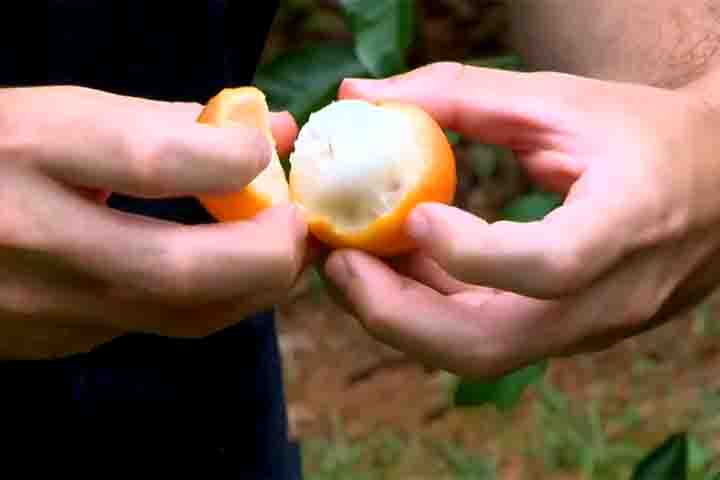 O nome "achachairu" tem origem indígena e significa "beijo de mel" na língua guarani. Foi escolhido para representar uma fruta pequena, com casca laranja e polpa branca e suculenta. 