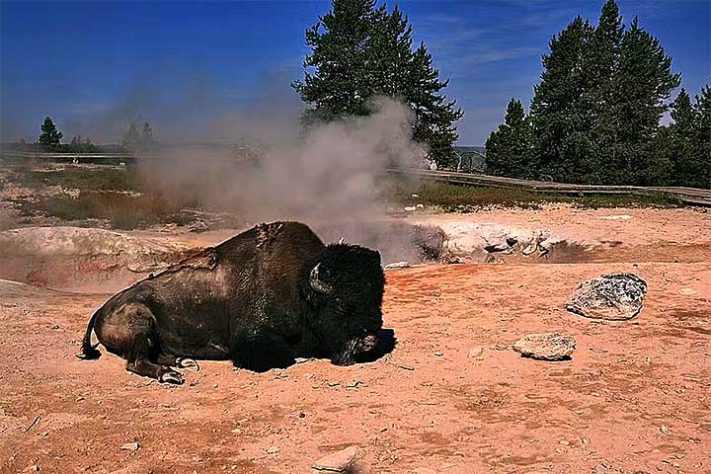 Yellowstone é lar para uma série de animais, como ursos, lobos, bisões, alces e antílopes - Turistas assistiram a bisão se dissolver em lago quente nos EUA - Wikimédia Commons