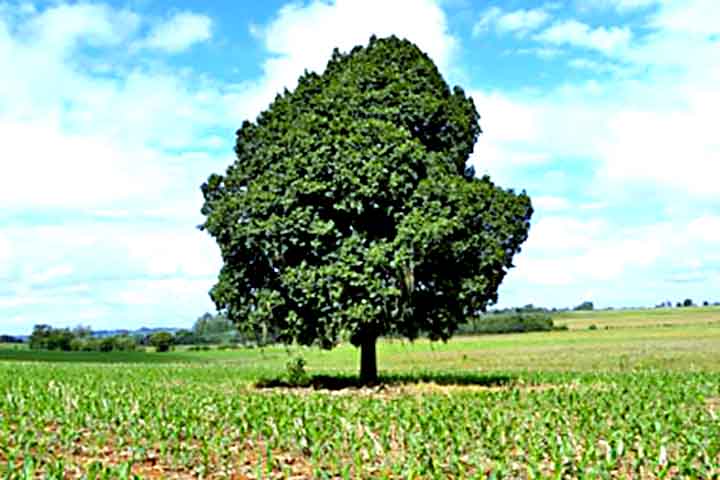 A árvore pode alcançar entre 15 e 20 metros de altura, com tronco de casca rugosa e diâmetro expressivo  .
Suas folhas são simples, alternas, brilhantes e medindo cerca de 8 a 12?cm  .
