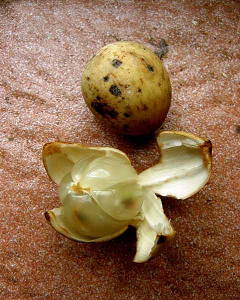 Fruto tropical originário do Sudeste Asiático, especialmente da Malásia, Indonésia e Filipinas, o langsat ainda é pouco conhecido fora dessa região. Ele possui um sabor que lembra uma mistura de manga e abacaxi e oferece uma experiência gastronômica única.