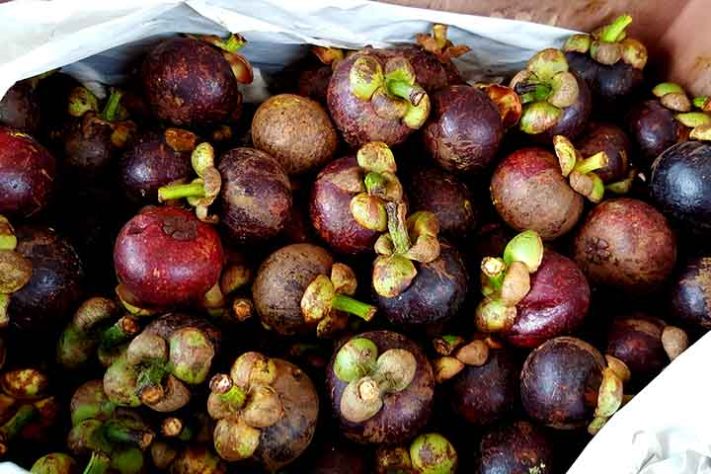Mangostão