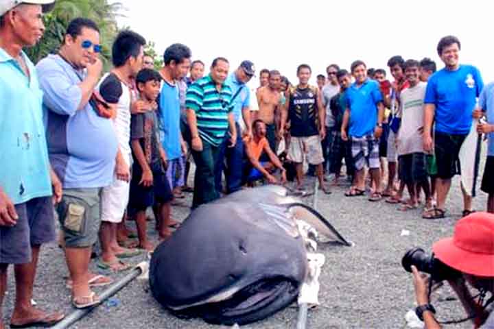O exemplar, um macho de 4,63 metros, foi encontrado morto no dia no dia 4 de julho. Para se ter uma ideia, este foi apenas o quarto registro dessa espÃ©cie no Brasil. No mundo, ele sÃ³ foi avistado 274 vezes!