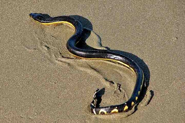 Cobra-do-mar-pelágio