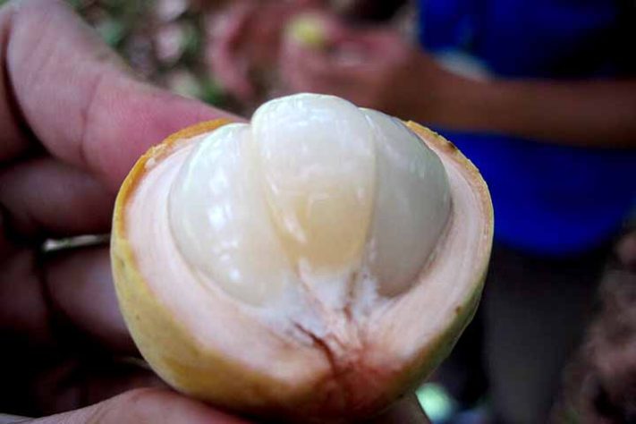 Langsat