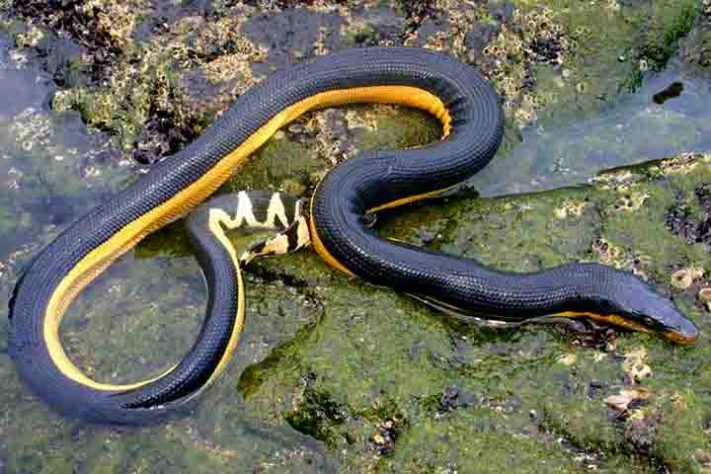 Cobra-do-mar-pelágio