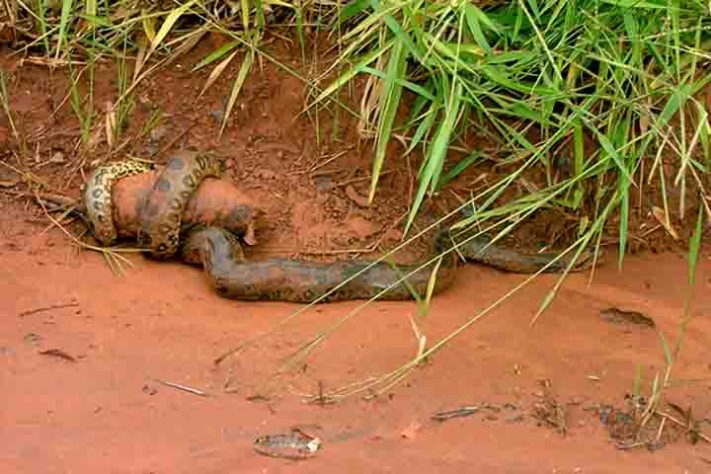 Cobra-do-mar-pelágio