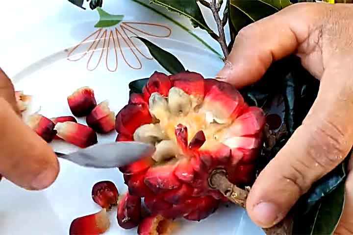 A polpa é fina e pouco volumosa, mas tem sabor doce e agradável ao paladar  .
Isso explica a expressão popular 