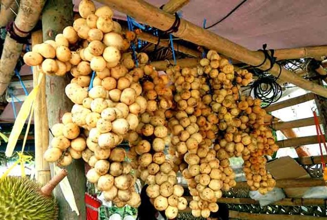Polpa translúcida e sabor suculento: conheça a exótica fruta langsat