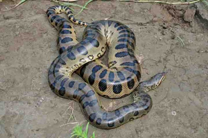 Cobra-do-mar-pelágio
