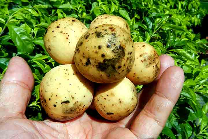 Nesse sentido, o langsat se assemelha a uma pequena batata ou a um dente de alho grande, com uma casca fina que varia do amarelo pálido ao bege. 