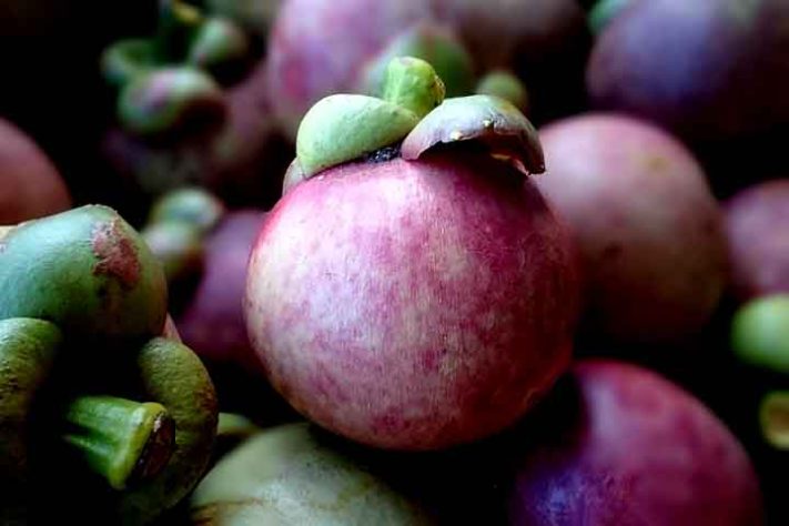Mangostão