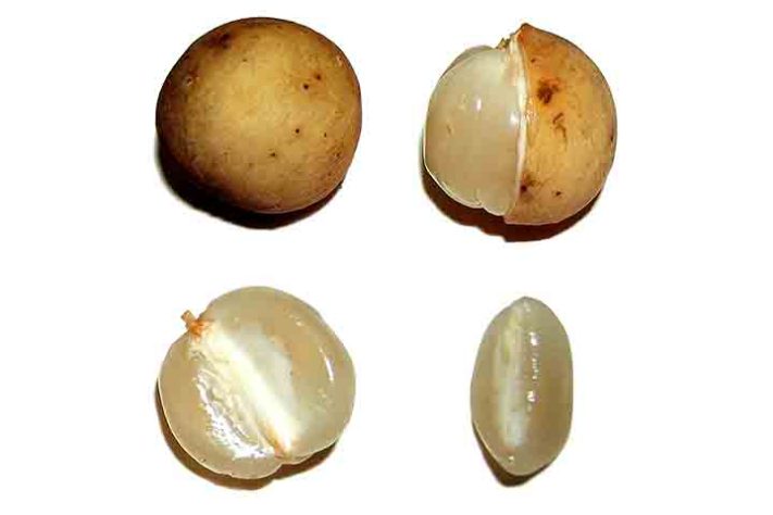 Langsat