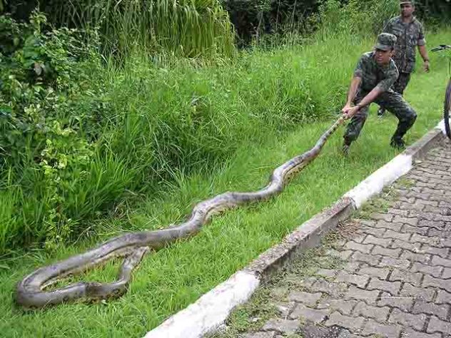Cobra-do-mar-pelágio