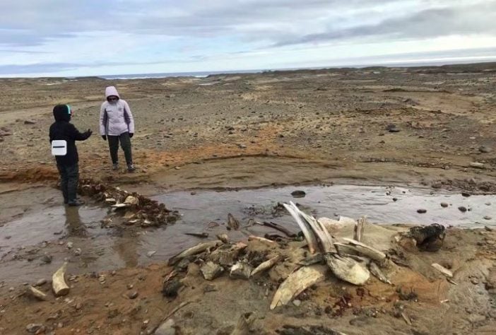 Cientistas descobrem grande cemitério de baleias em ilha do Ártico Russo - Divulgação/AARI