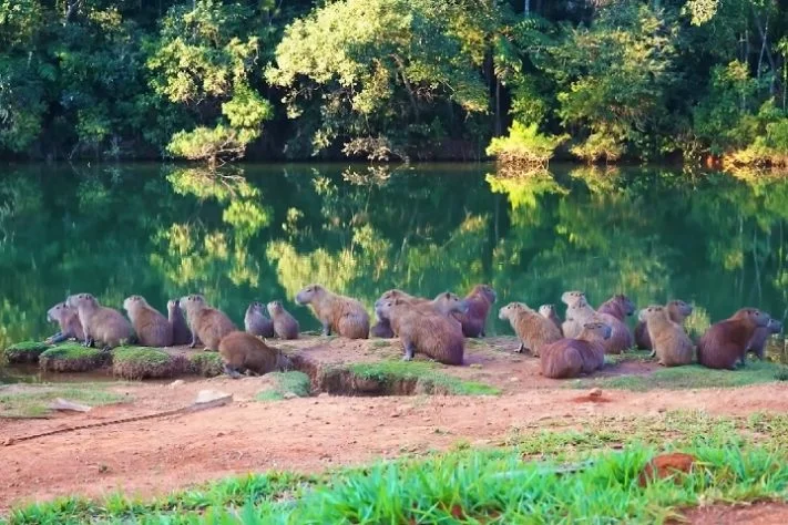 Delta Paraná, Argentina