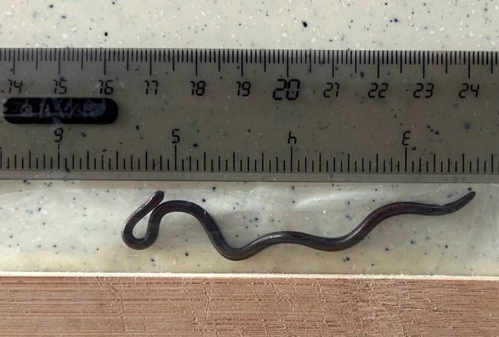 Por isso, o governo de Barbados organizou diversas expedições, até que finalmente uma equipe localizou e registrou o animal em fotos.